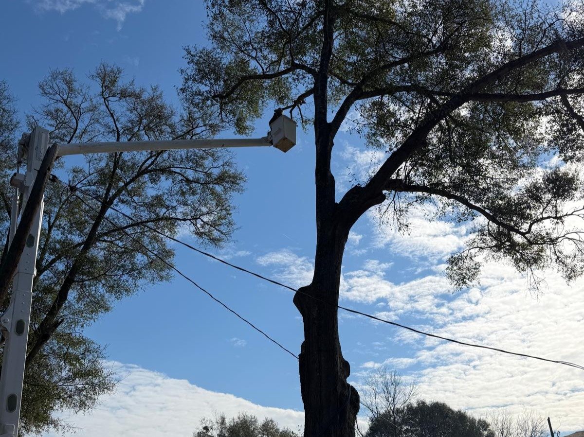 El Costeño Tree Service LLC